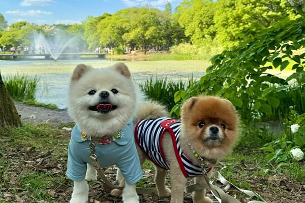 Reisen mit Haustieren: Seoul 
