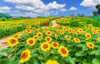 Die besten Fotospots mit Sommerblumen